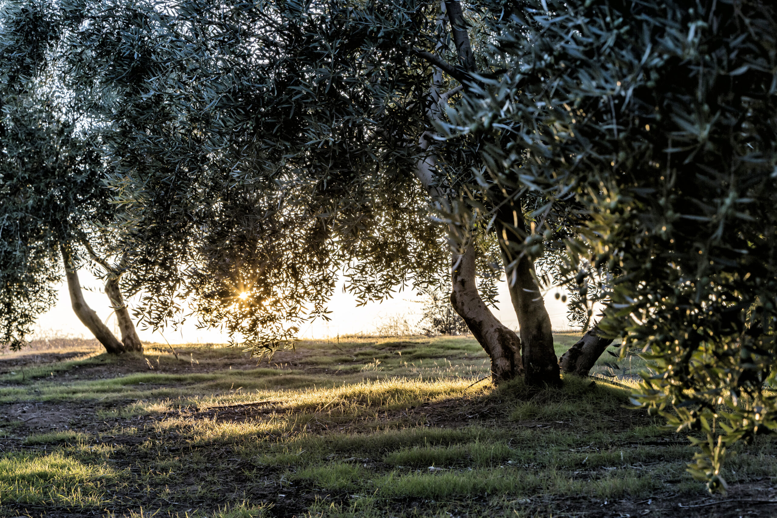 Erken Hasat Zeytinyağı Nedir?